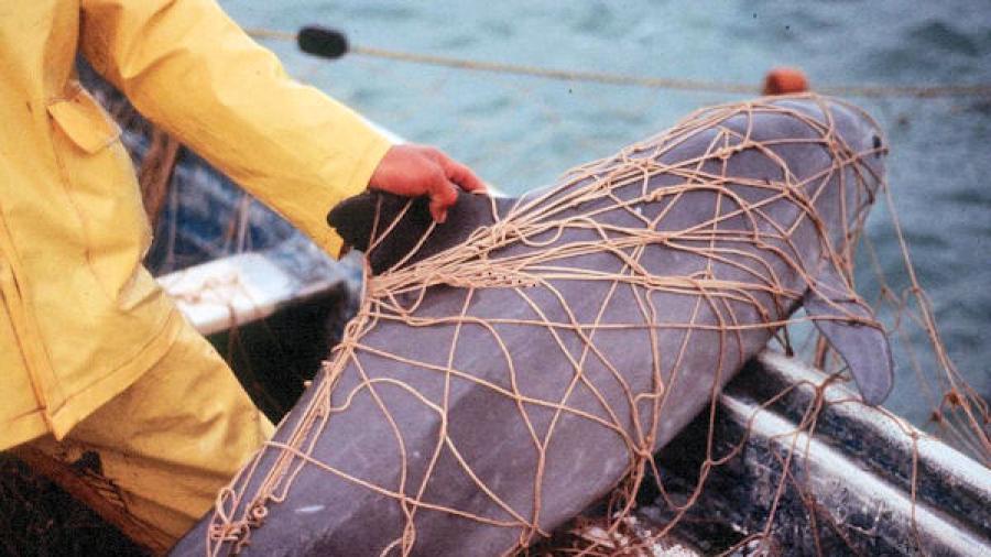 Vaquita marina podría extinguir en 15 días