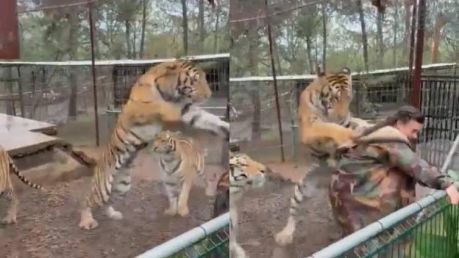 Tigre sorprende por la espalda a una veterinaria en Jalisco