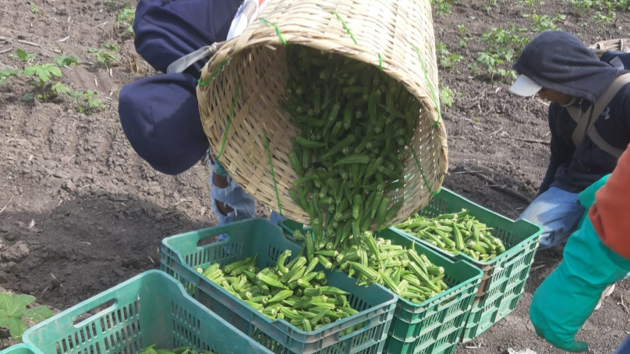 Inicia la cosecha del cultivo de okra en el Norte de Tamaulipas