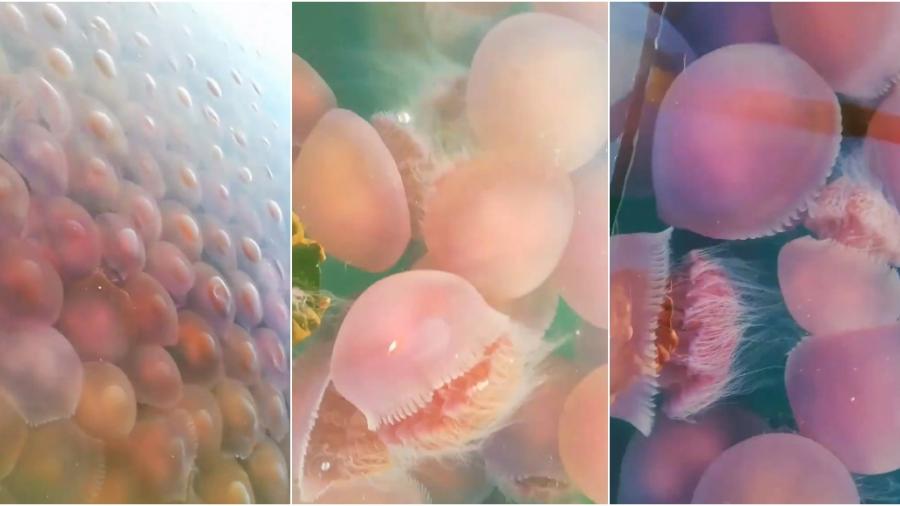 Playa en Filipinas se llena de medusas rosadas