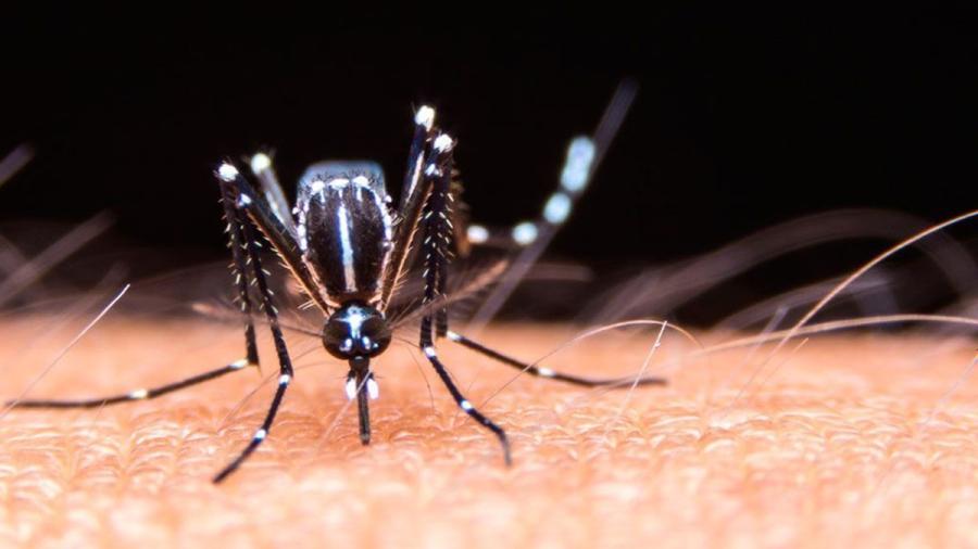 Los casos de dengue superan los 8 millones en América