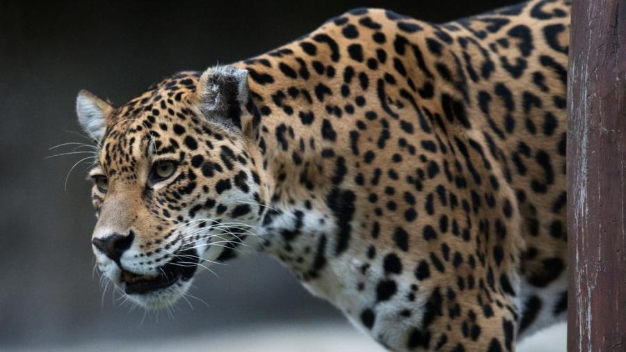 Escapa jaguar de su jaula y mata a seis animales en un zoológico de Nueva Orleans