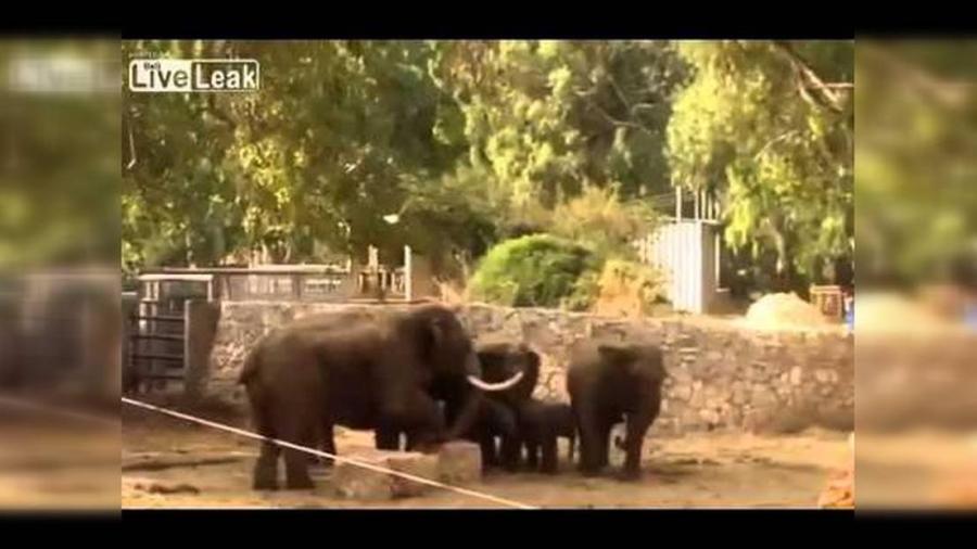 Elefantes protegen a una cría durante un ataque con misiles en un zoo de Israel