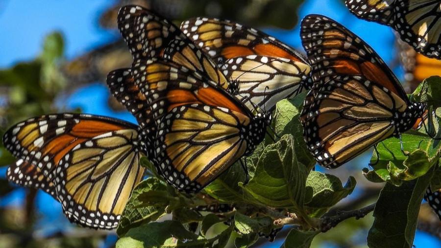 Invitan al Festival de la Mariposa Monarca en Gómez Farías
