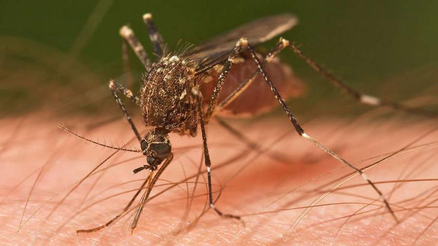 En alerta Secretaría de Salud por aumento en casos de dengue