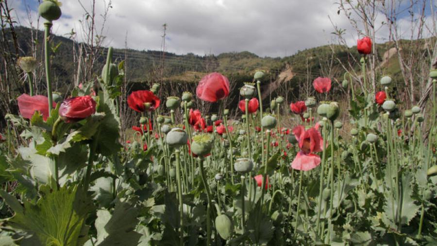 México tercer lugar mundial en producción de amapola