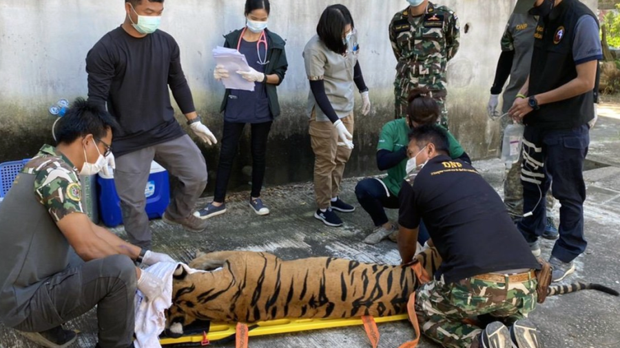 Encuentran cabeza de tigre y restos de animales en un zoológico falso 