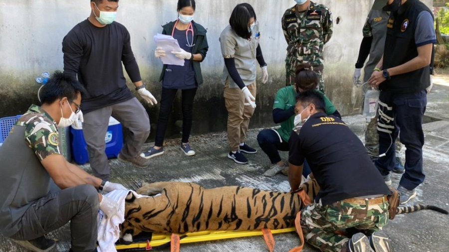 Encuentran cabeza de tigre y restos de animales en un zoológico falso