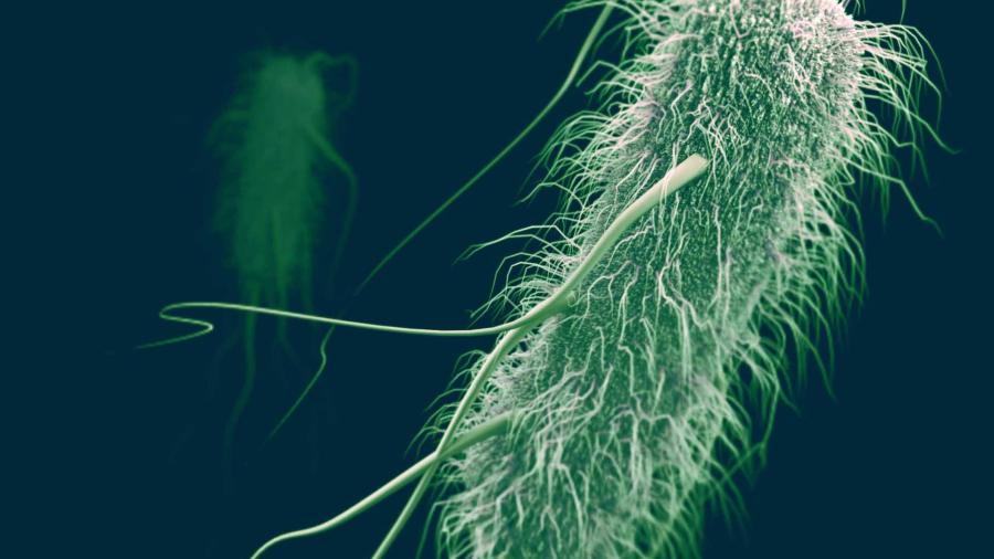EU reporta brote de E. Coli en cinco estados
