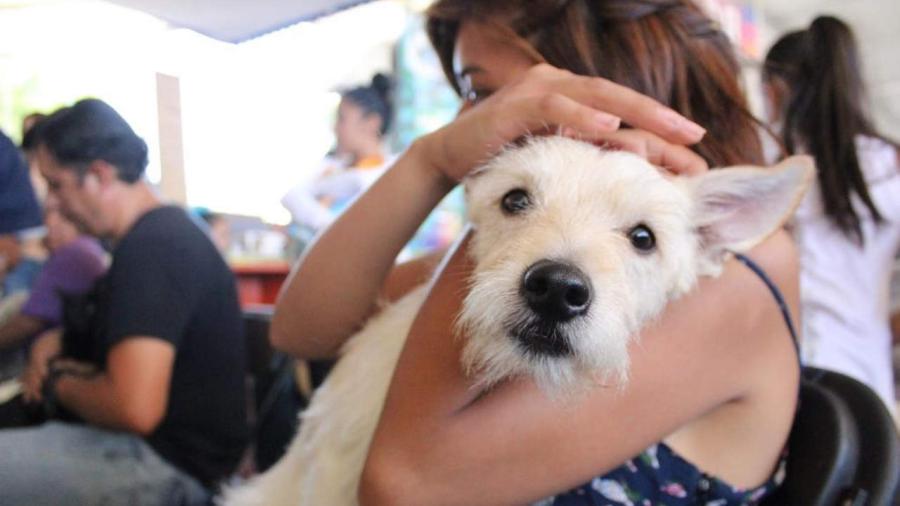 Continuar&aacute;n cirug&iacute;as de esterilizaci&oacute;n gratuitas para mascotas