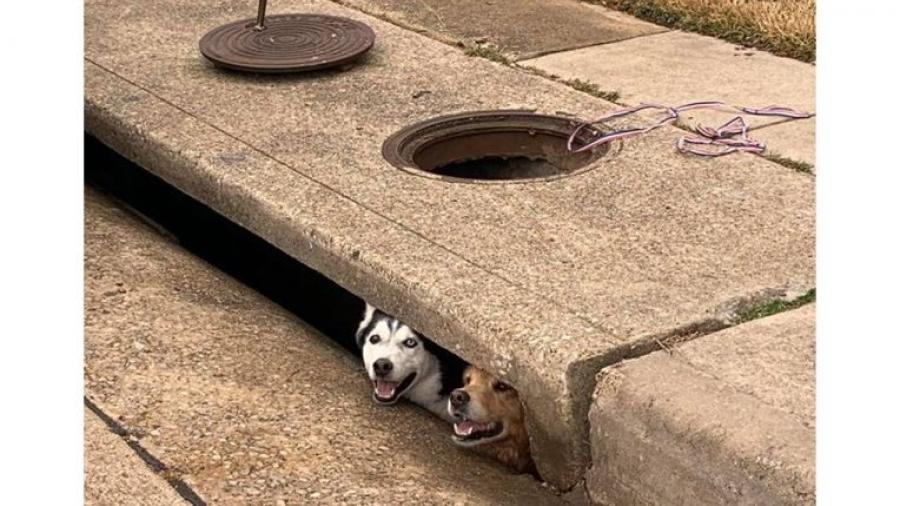 Rescatan a perritos atrapados en coladera