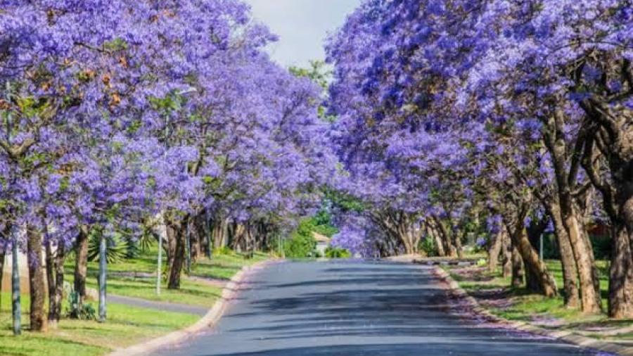 Anuncian el parque “Las Jacarandas” para Matamoros 