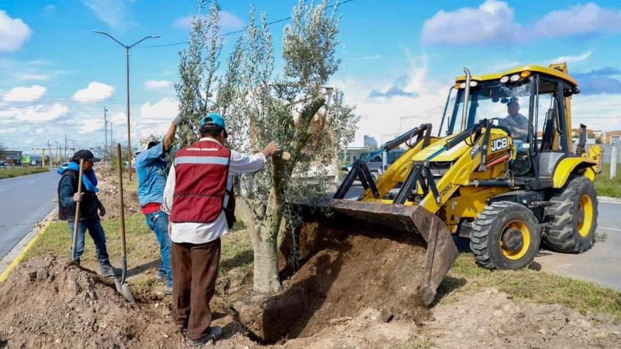 Impulsa Alcalde Carlos Peña Ortiz plantación de olivos para reforestar Reynosa