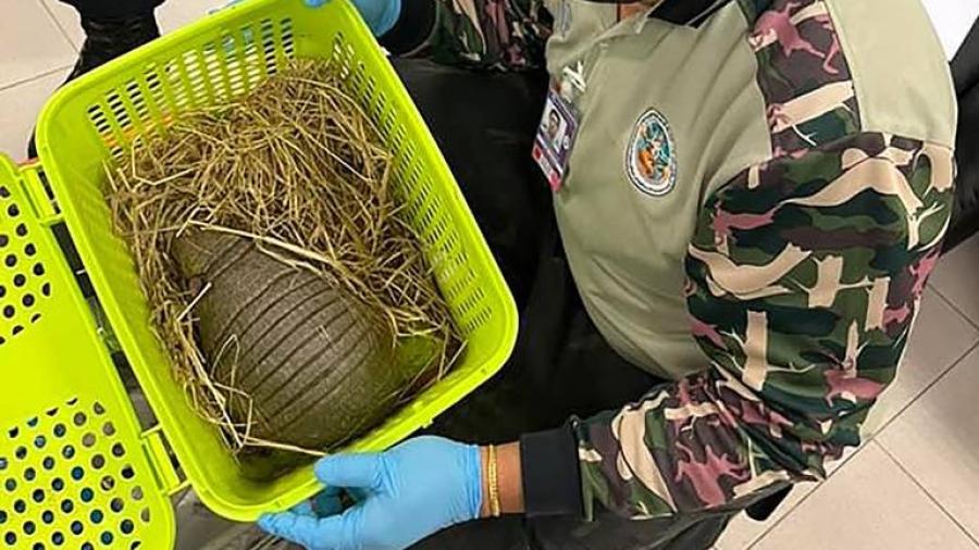 Rescatan en aeropuerto de Tailandia a más de cien animales 