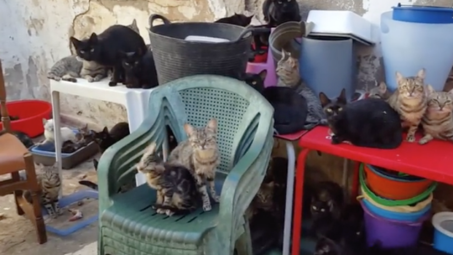 Rescatan a 101 gatos de vivienda de 37 metros cuadrados