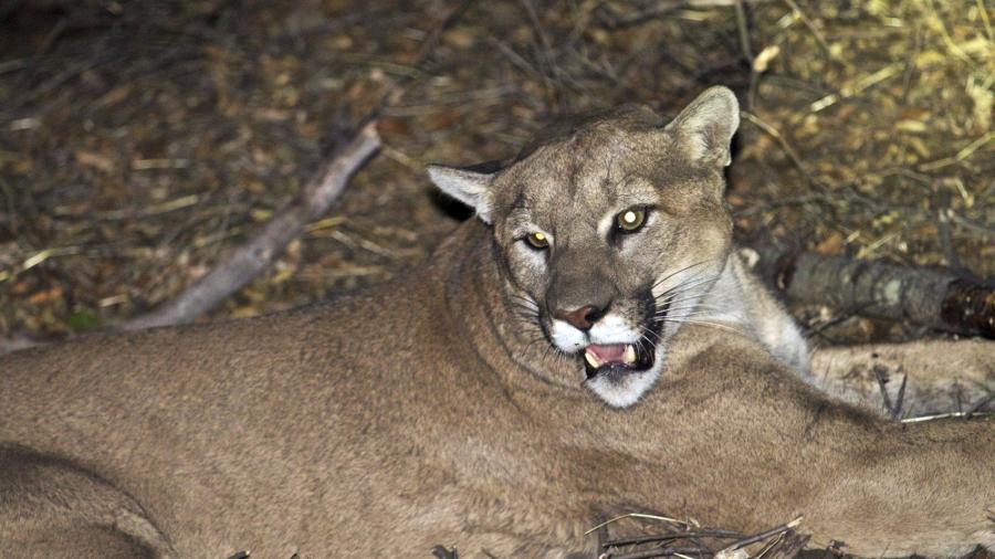 Puma ataca brutalmente a niño de 8 años en EU