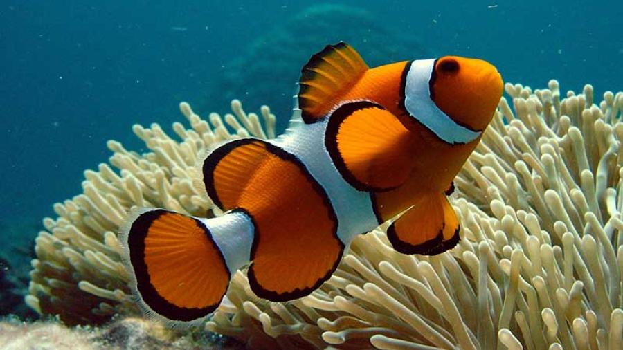 Buscar a Nemo se complica a causa del cambio climático